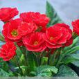 歐報春