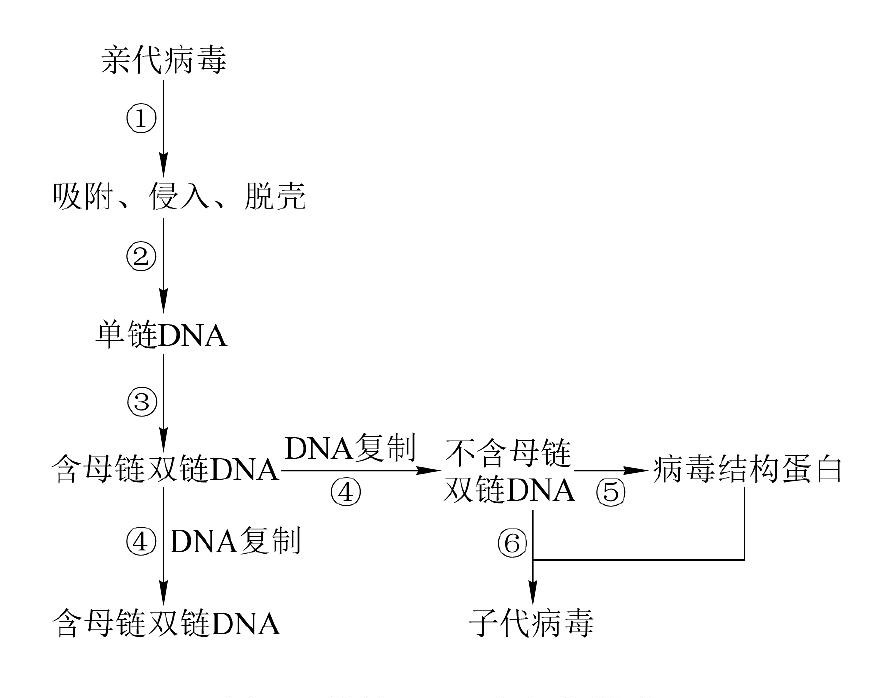 單鏈DNA病毒的複製