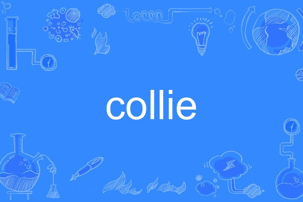 Collie Collie
