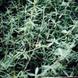 蓋亞那柱花草(筆花豆) 蓋亞那柱花草(筆花豆)