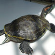 巴西紅耳龜(七彩龜)