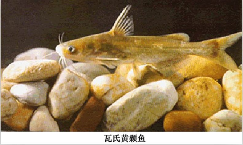 瓦氏黃顙魚