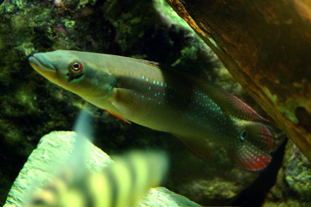 多刺矛麗魚