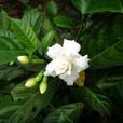 狗牙花組 狗牙花組