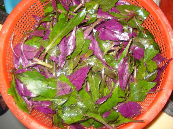 紫貝兒茶麵