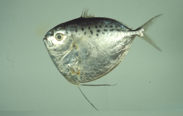 眼鏡魚（Mene maculata）