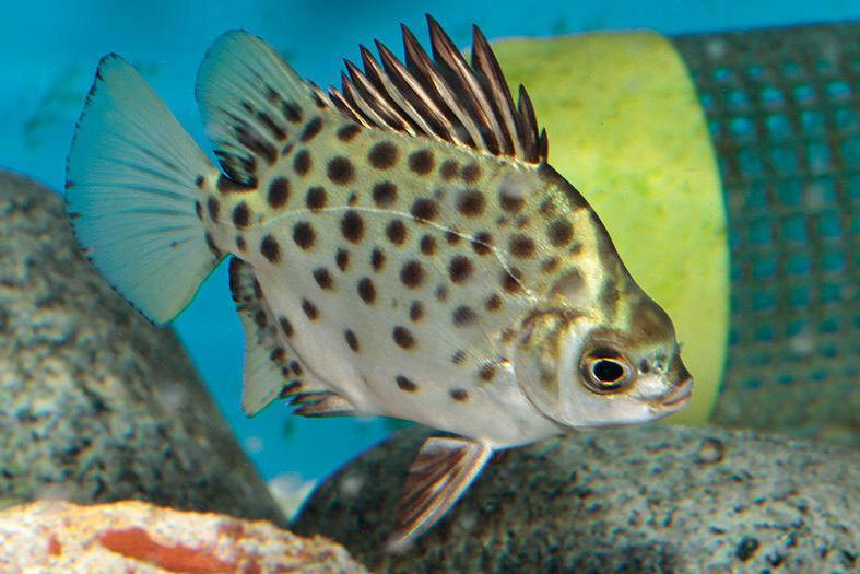 細衫魚屬 細衫魚屬