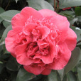 大紅牡丹(茶花品種) 大紅牡丹(茶花品種)