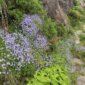 Houstonia serpyllifolia