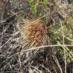 Banksia fraseri