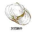 蝸牛科 蝸牛科