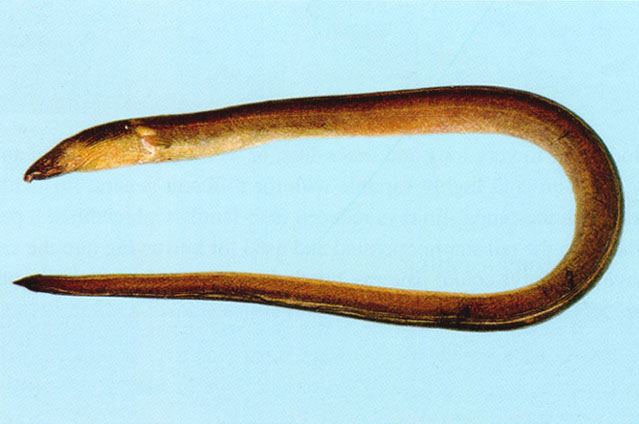 食蟹豆齒鰻
