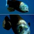 管眼魚 管眼魚