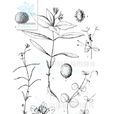 孩兒參(中央種子目石竹科植物) 孩兒參(中央種子目石竹科植物)