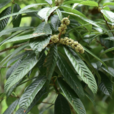 菸斗柯 菸斗柯