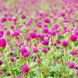 奶薊 奶薊