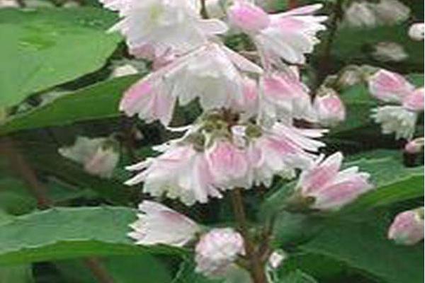 Deutzia scabra \x27Codsall Pink\x27