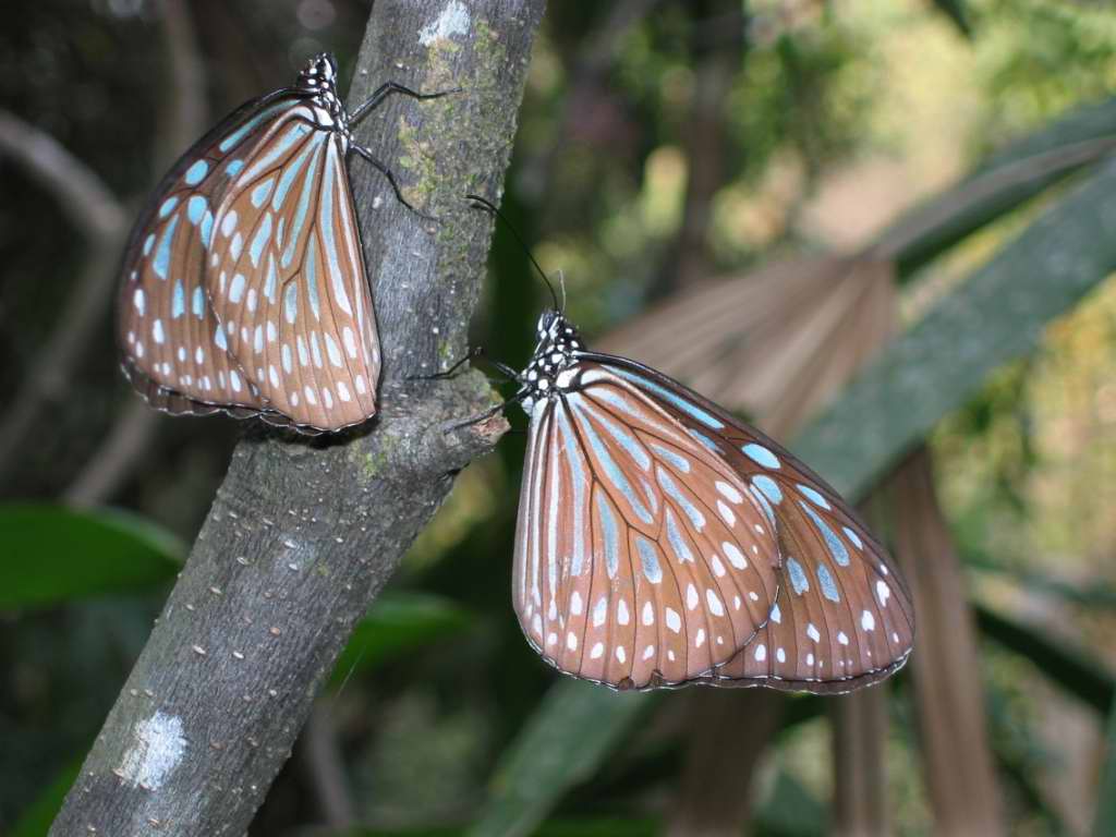 香港蝴蝶