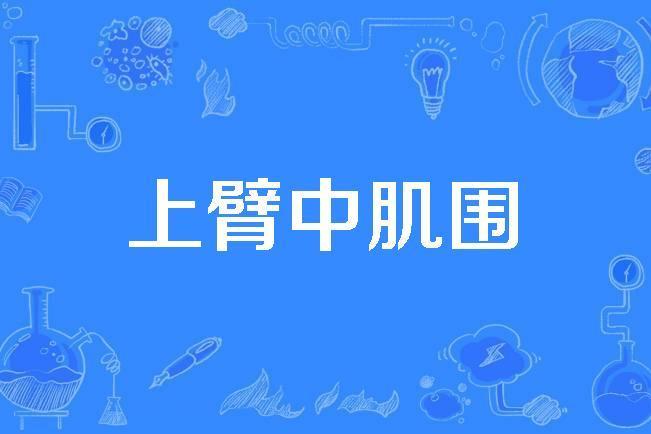上臂中肌圍 上臂中肌圍