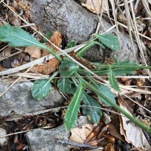 Biscutella apuana