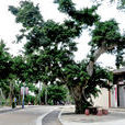 文昌白土村 文昌白土村