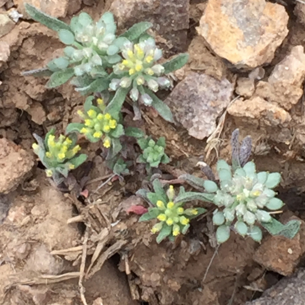 Alyssum minutum