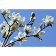玉蘭(應春花) 玉蘭(應春花)