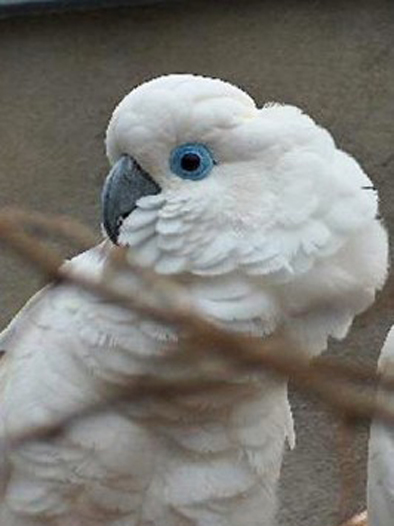 藍眼鳳頭鸚鵡（圖8）