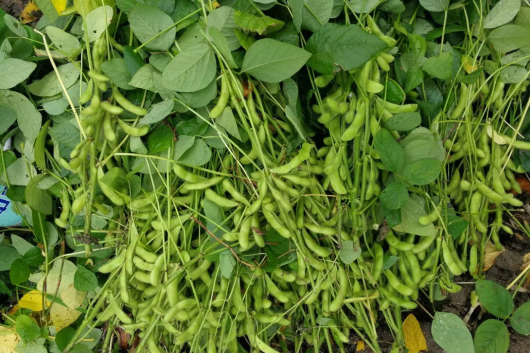 鐵豆84 鐵豆84
