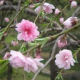 朱粉垂枝 朱粉垂枝