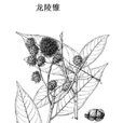 龍陵錐 龍陵錐