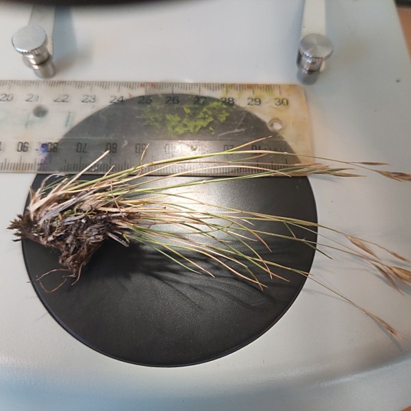 Rytidosperma corinum