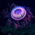 Halitrephes maasi Halitrephes maasi