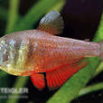 火焰燈魚 火焰燈魚