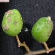 華山礬果(中藥材) 華山礬果(中藥材)