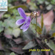 多花堇菜 多花堇菜