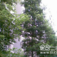 盛景天下(重慶立邦房地產開發有限公司開發的住宅小區) 盛景天下(重慶立邦房地產開發有限公司開發的住宅小區)