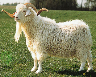 安哥拉山羊圖片