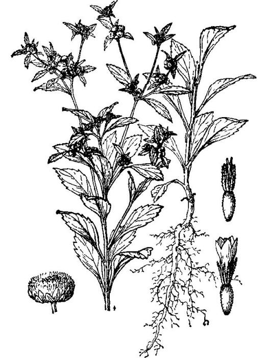 歧傘菊屬 歧傘菊屬