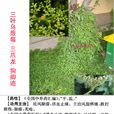 三葉烏蘞莓(三葉烏蘞莓) 三葉烏蘞莓(三葉烏蘞莓)
