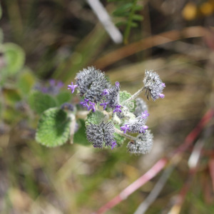 Mesosphaerum perbullatum