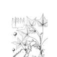 睫毛茶藨子 睫毛茶藨子