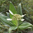 繡球茜 繡球茜