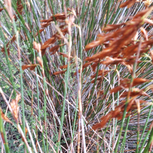 Thamnochortus nutans