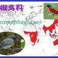 山椒鳥科 山椒鳥科
