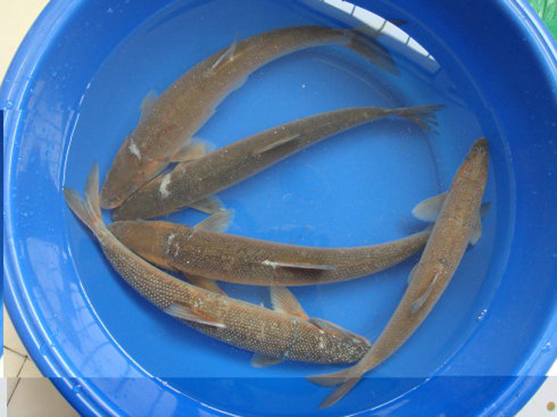 綏芬河灘頭魚——銀灘頭
