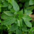 涼粉草(涼粉草)