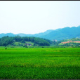 林蘇村