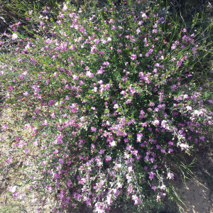 Podalyria pearsonii