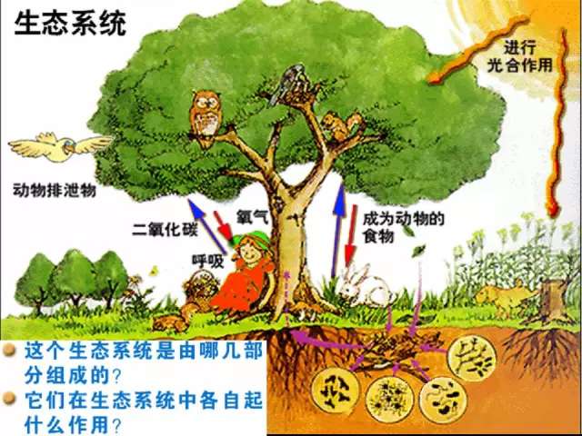 農業生態系統